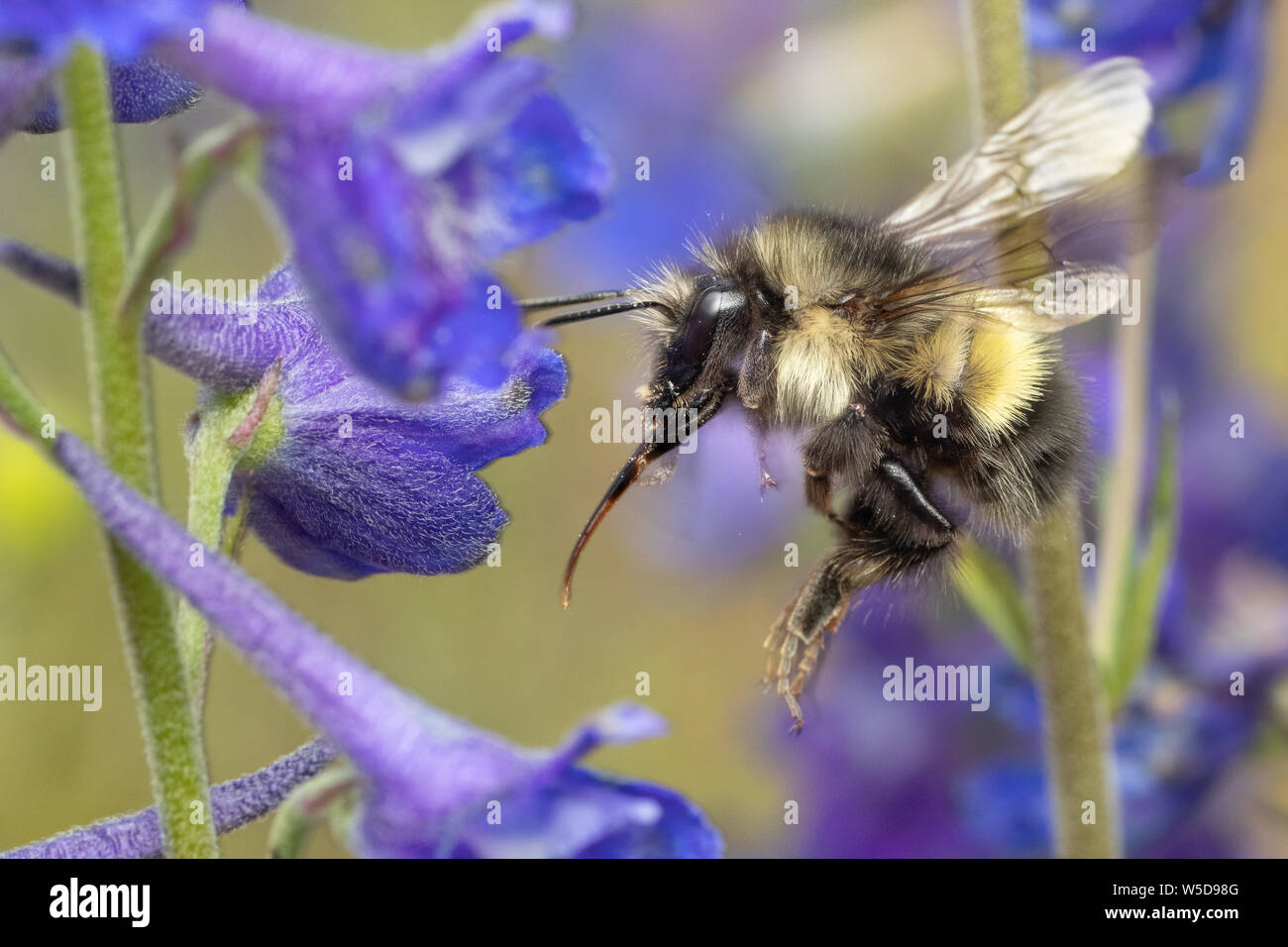 Bumble Bee in volo su Nuttall's Larkspur Foto Stock