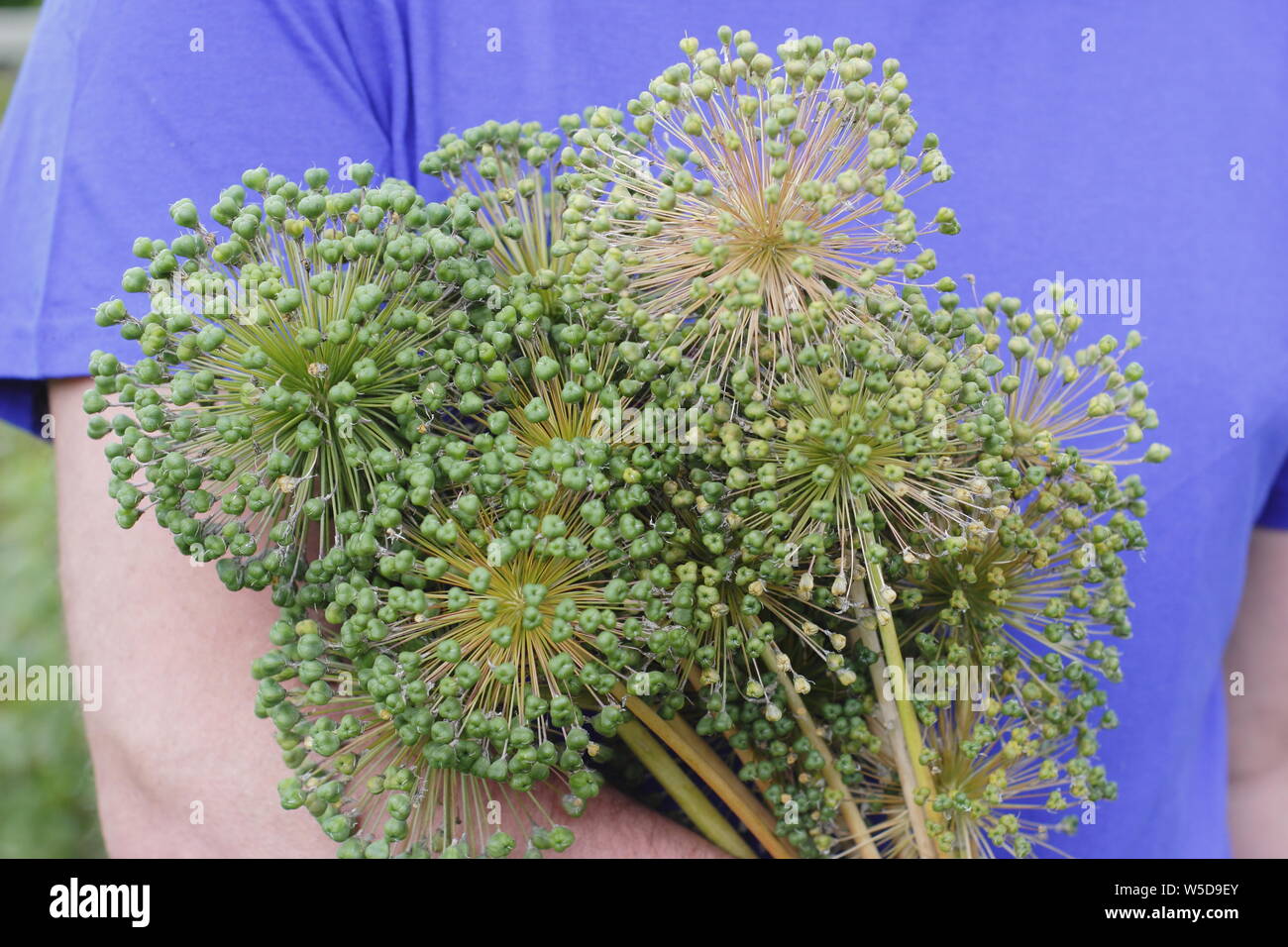 Allium hollandicum 'viola sensazione'. Taglio fresco allium seedheads per essiccazione e display indoor Foto Stock