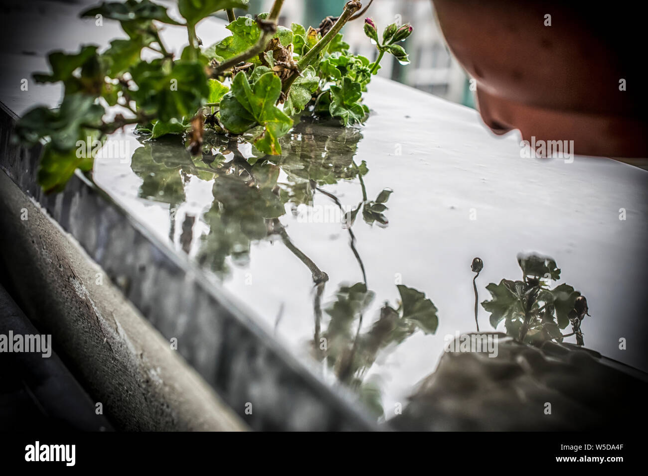 La superficie umida su un terrazzo con impianto riflessioni dopo la pioggia Foto Stock