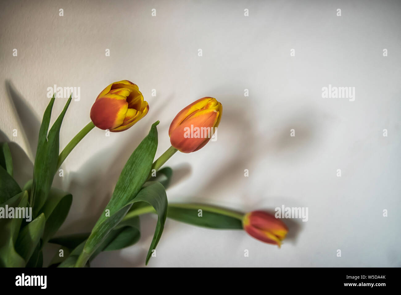 Una chiusura di tre tulipani arancio in un vaso Foto Stock