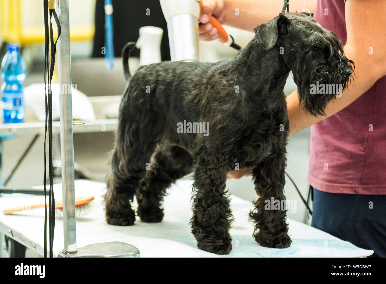 Un soggetto di nero in miniatura schnauzer durante la preparazione del rivestimento in un dog show, davanti al giudice del giudizio Foto Stock