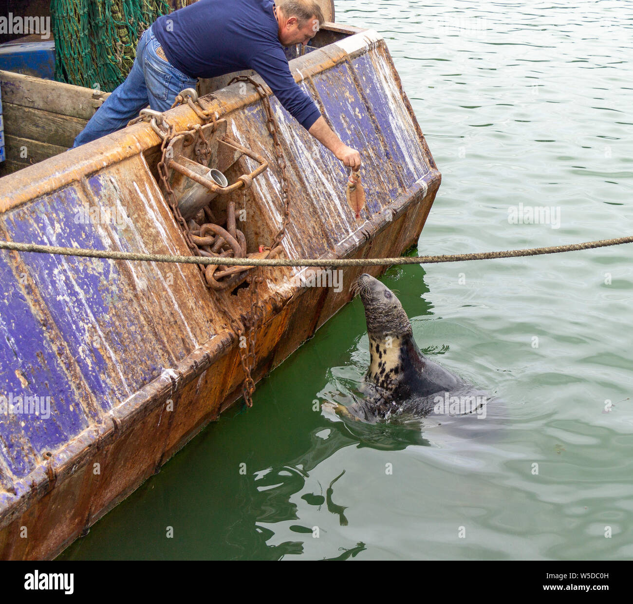 Unione hall, West Cork, Irlanda. Il 28 luglio 2019. Questo Trawler pescatore ha chiesto una tregua per il normale funzionamento di animosità fra le guarnizioni e i pescatori a dare questa guarnizione la sua Domenica a cena. Credito: aphperspective/Alamy Live News Foto Stock