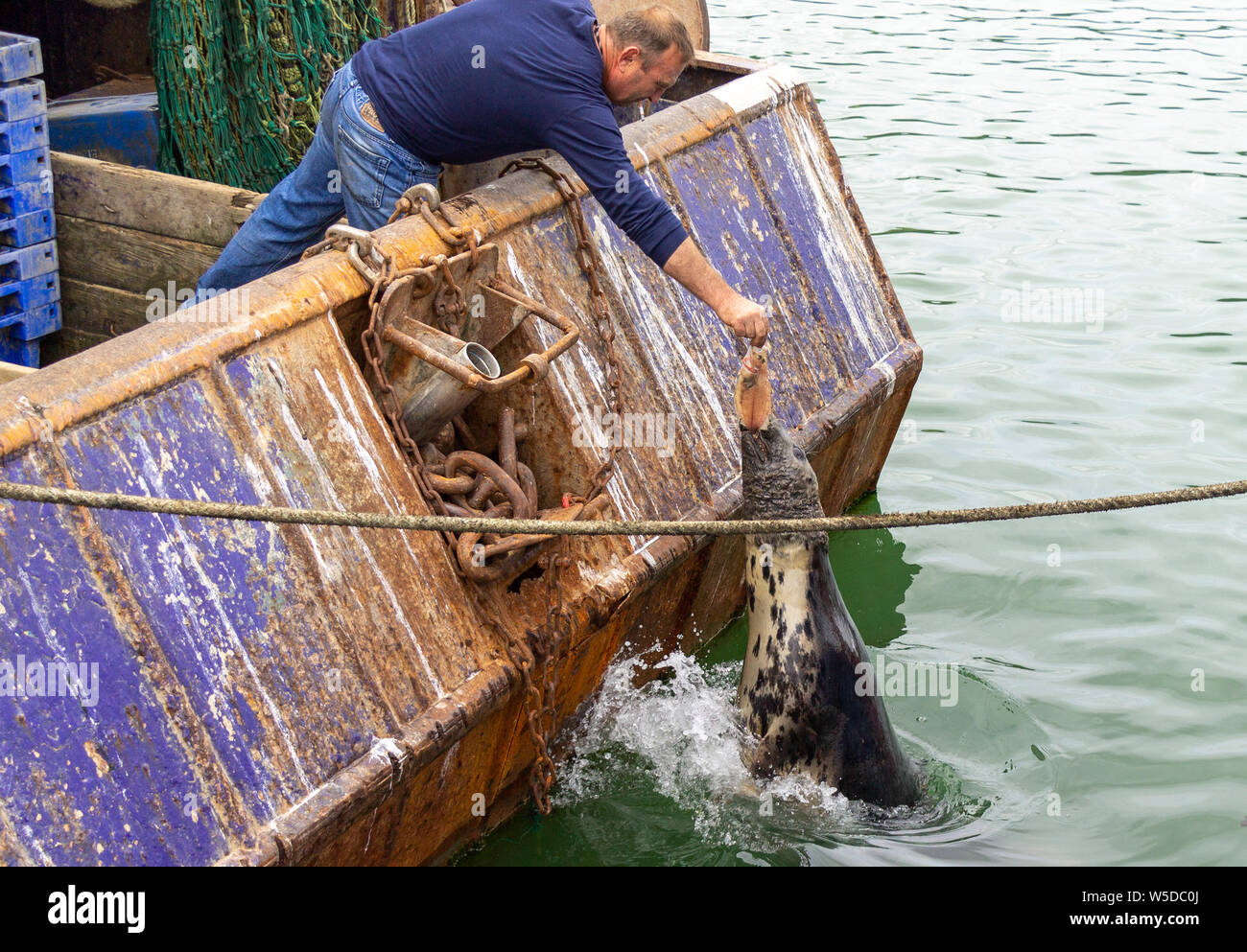 Unione hall, West Cork, Irlanda. Il 28 luglio 2019. Questo Trawler pescatore ha chiesto una tregua per il normale funzionamento di animosità fra le guarnizioni e i pescatori a dare questa guarnizione la sua Domenica a cena. Credito: aphperspective/Alamy Live News Foto Stock