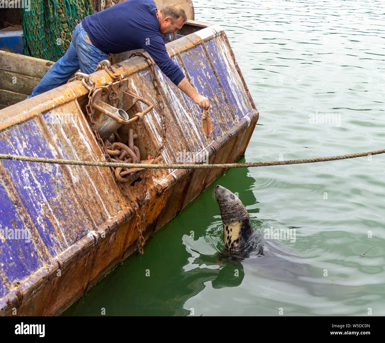 Unione hall, West Cork, Irlanda. Il 28 luglio 2019. Questo Trawler pescatore ha chiesto una tregua per il normale funzionamento di animosità fra le guarnizioni e i pescatori a dare questa guarnizione la sua Domenica a cena. Credito: aphperspective/Alamy Live News Foto Stock