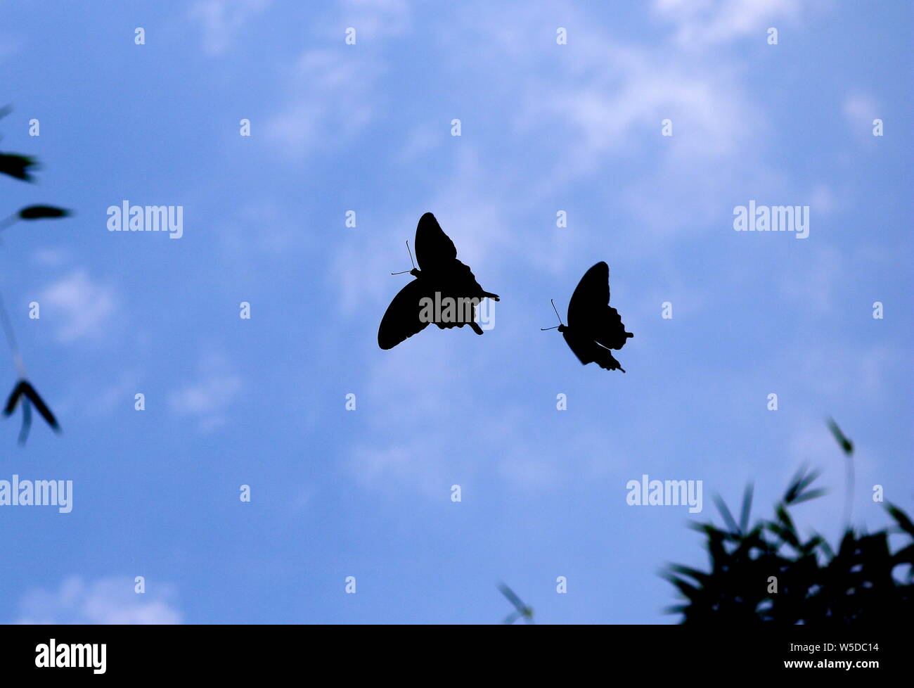 Butterfly Flying in tha sky. Foto Stock