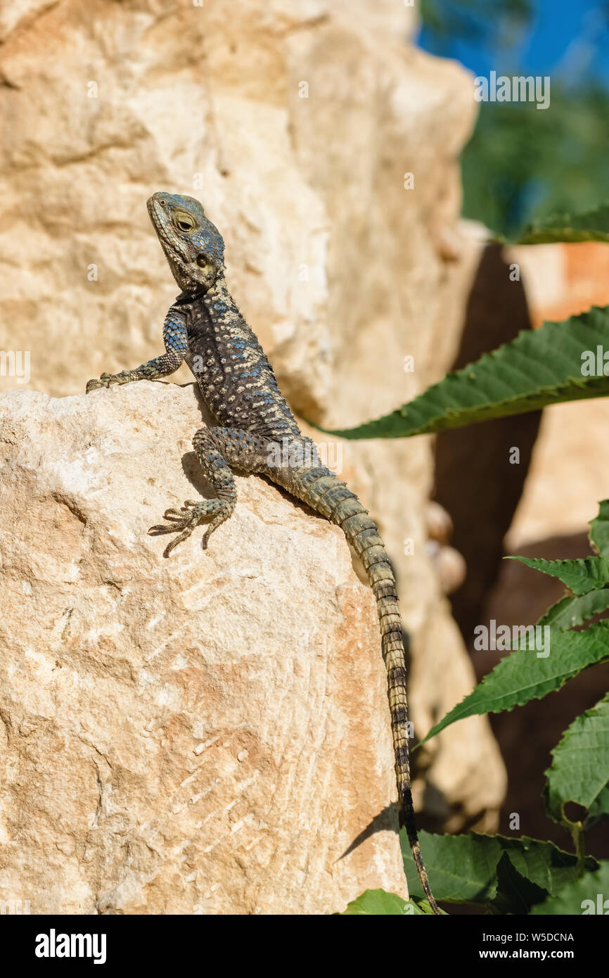 Stellagama lizard sulla roccia in Turchia Foto Stock