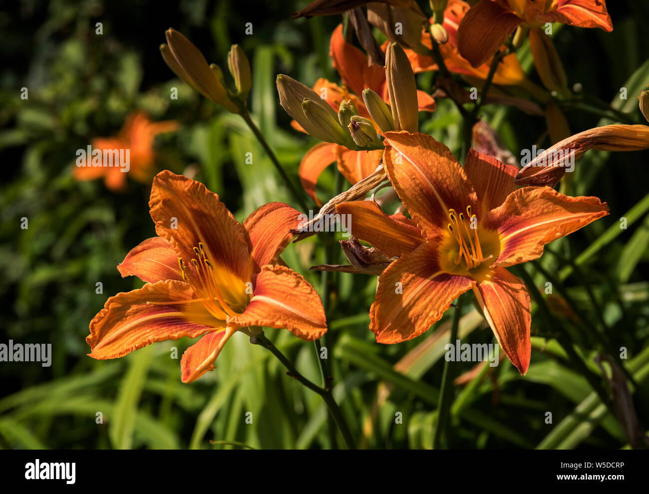 Hemerocallis fulva, il giorno arancione-lily, Bruno daylily, tiger daylily, fulvous daylily o fosso giglio. Foto Stock
