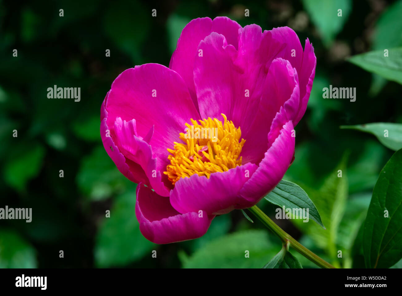 Close-up peonia fiori nel giardino Foto Stock