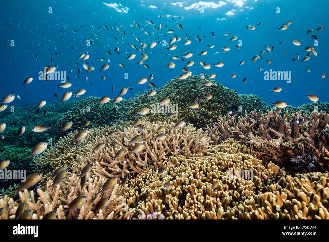 Ternate Chromis sulla barriera corallina, Chromis ternatensis, Kimbe Bay di New Britain, Papua Nuova Guinea Foto Stock