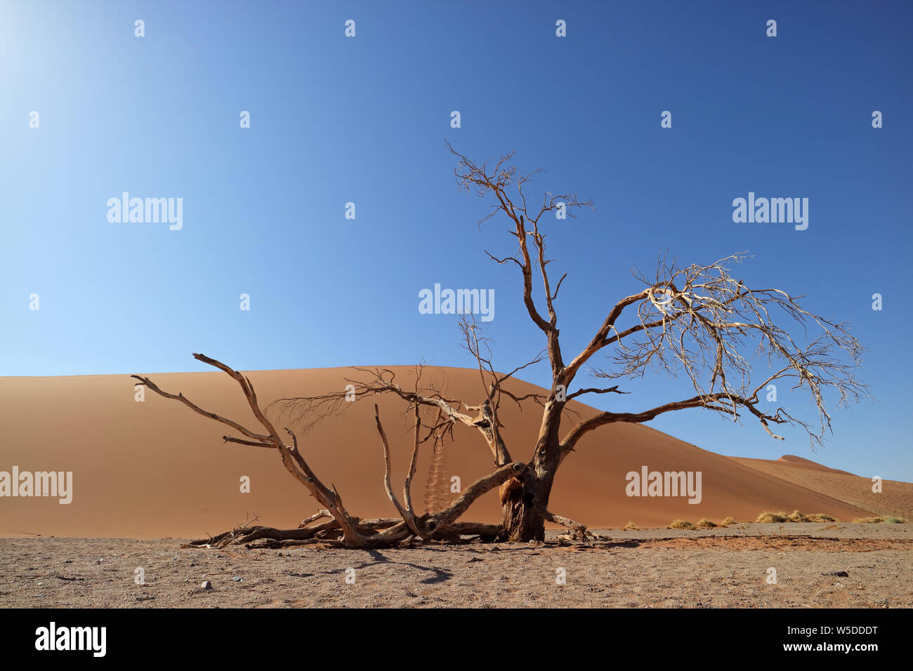 Il paesaggio del deserto con albero morto e red dune di sabbia, Sossusvlei, Namibia Foto Stock