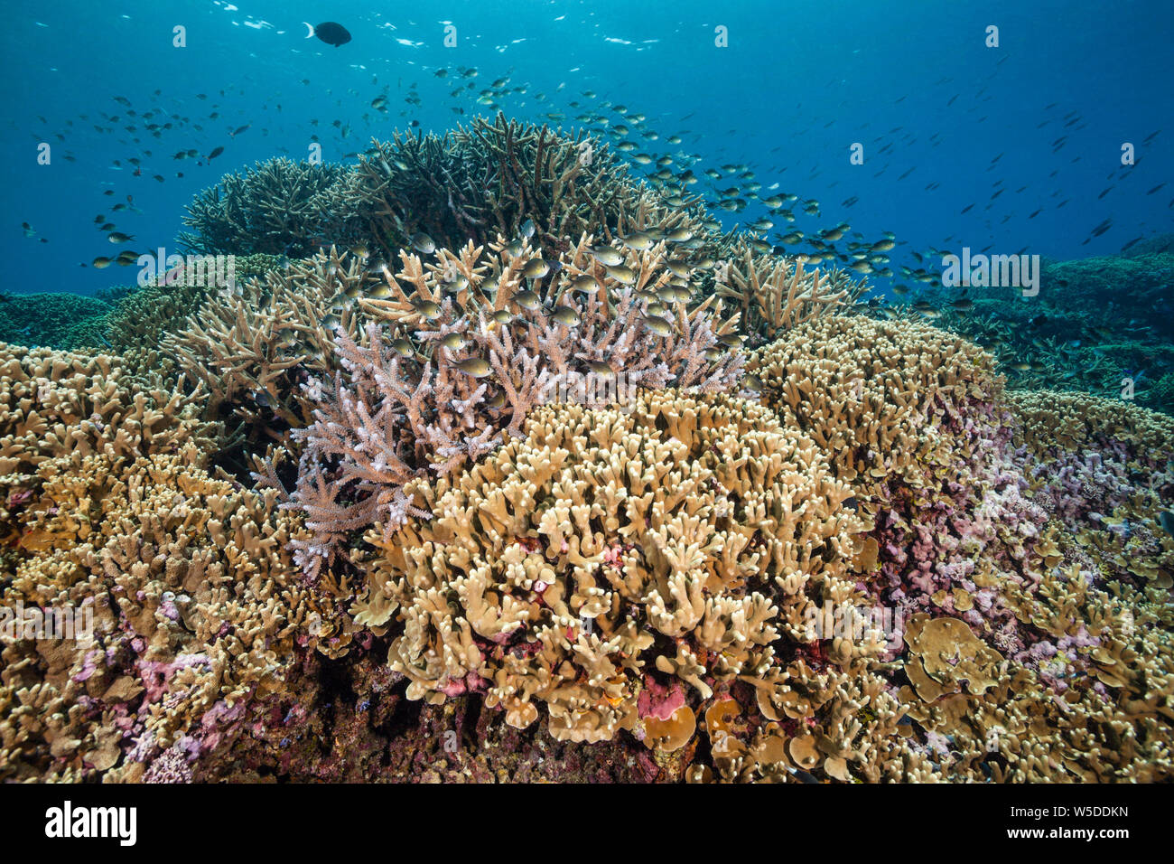 Ternate Chromis sulla barriera corallina, Chromis ternatensis, Kimbe Bay di New Britain, Papua Nuova Guinea Foto Stock