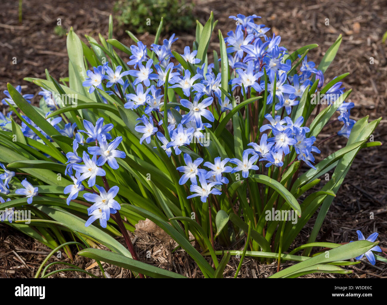 Neve lucentezza-Chionodoxa Forbesii