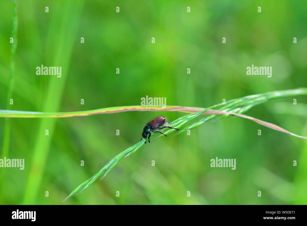 Giardino fogliame beetle ( Phyllopertha horticola ) su impianto di fronte natura verde con spazio di copia Foto Stock