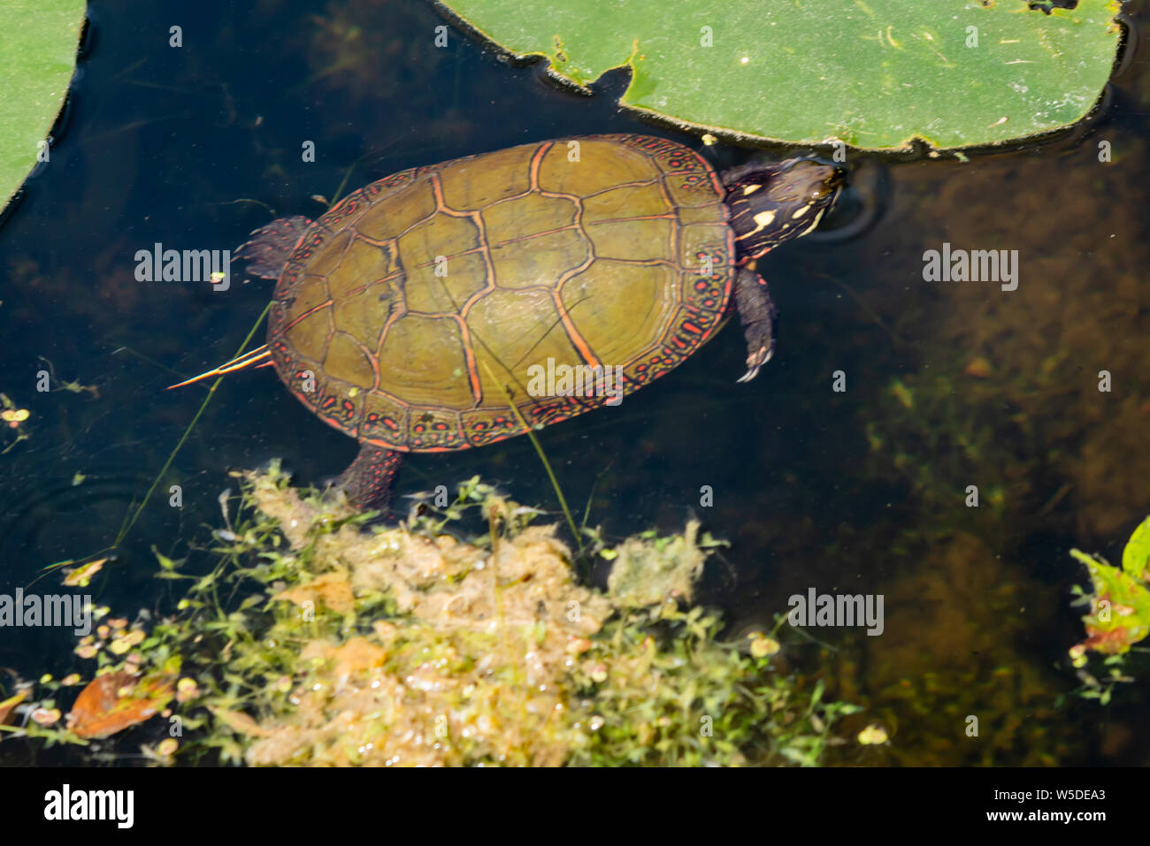 Mini turtle in un stagno Foto Stock