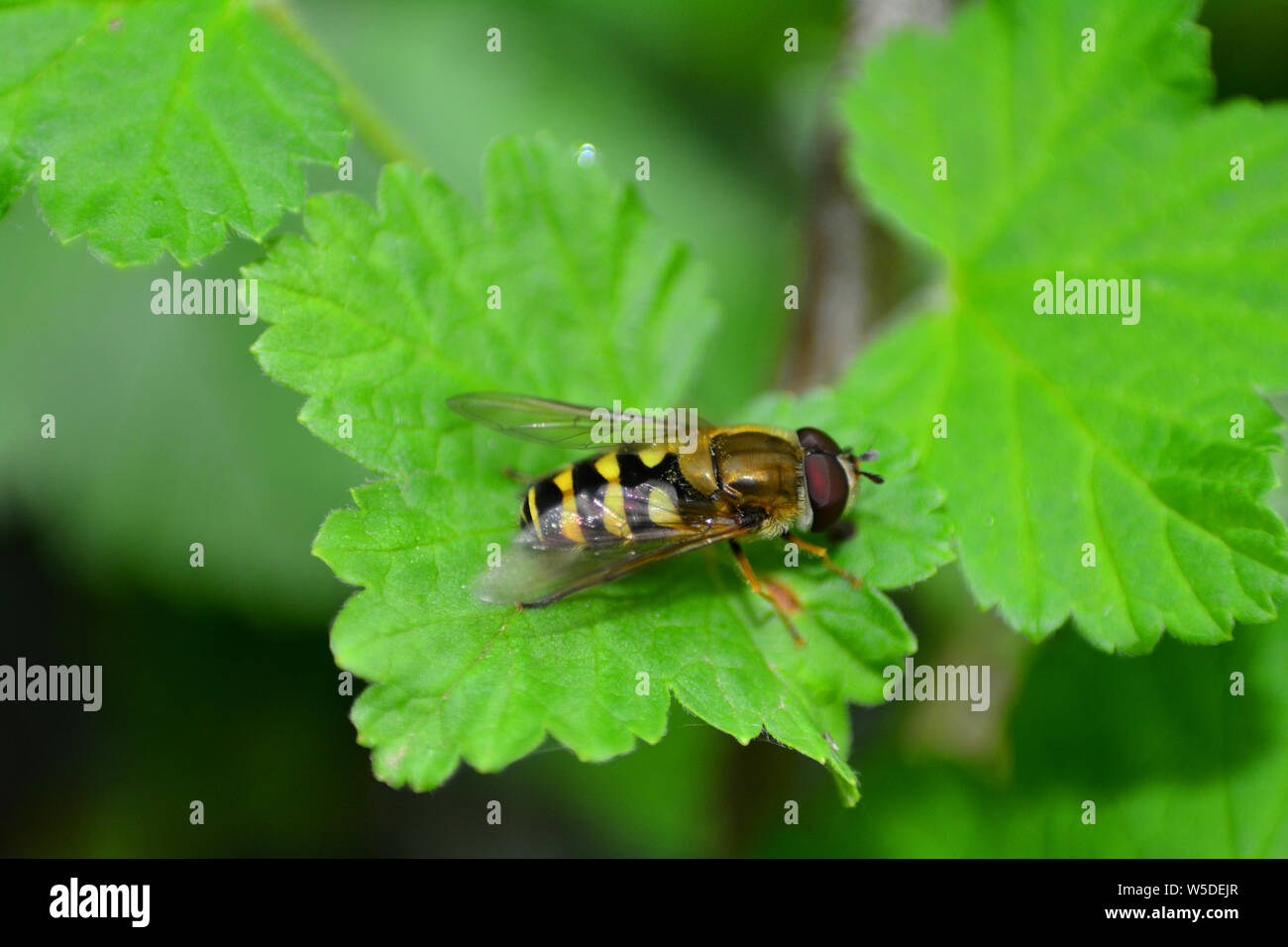 Uno Hoverfly Syrphidae ( ) sulla foglia verde in natura con spazio di copia Foto Stock