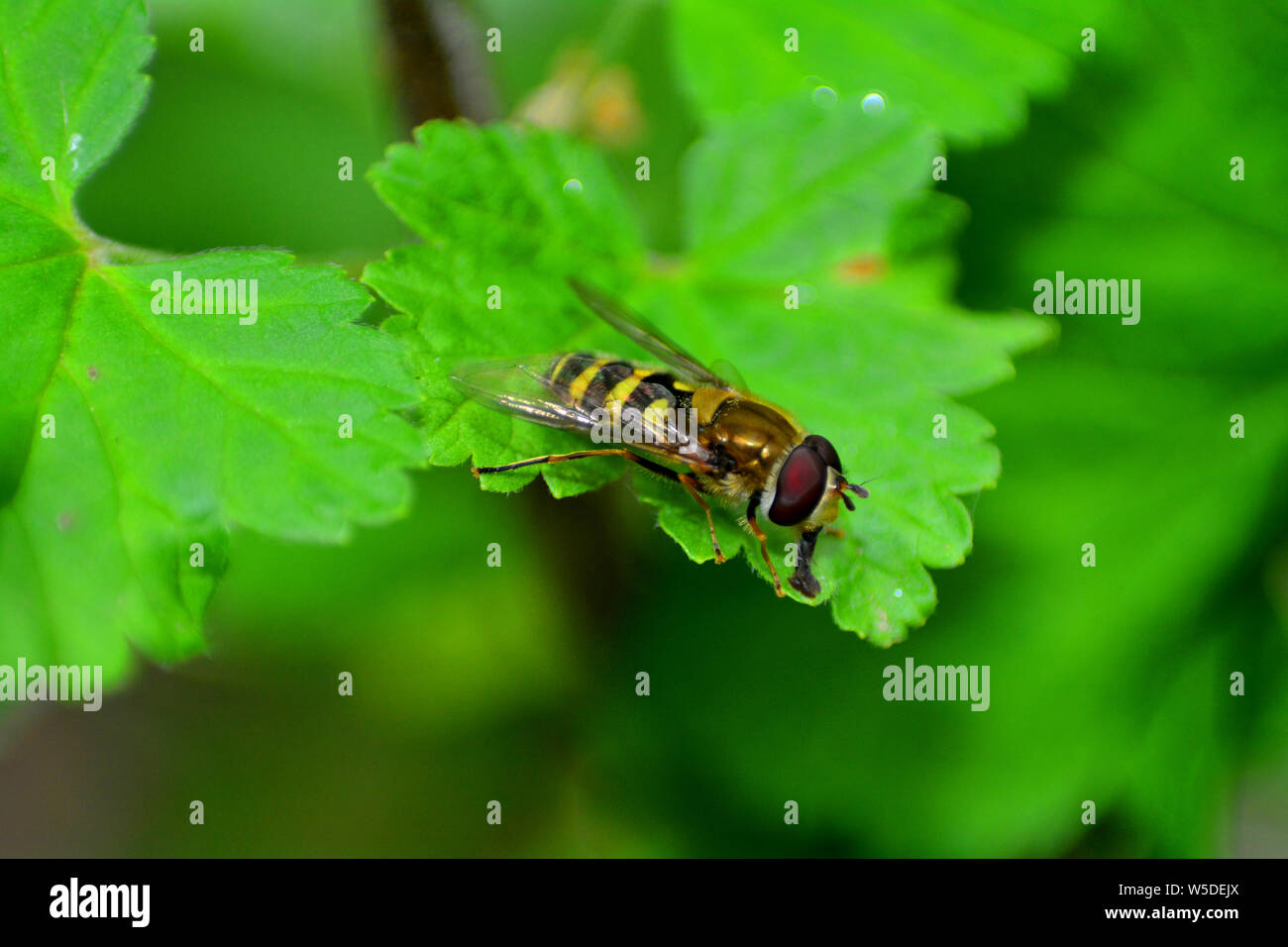 Hoverfly Syrphidae ( ) sulla foglia verde in natura con spazio di copia Foto Stock