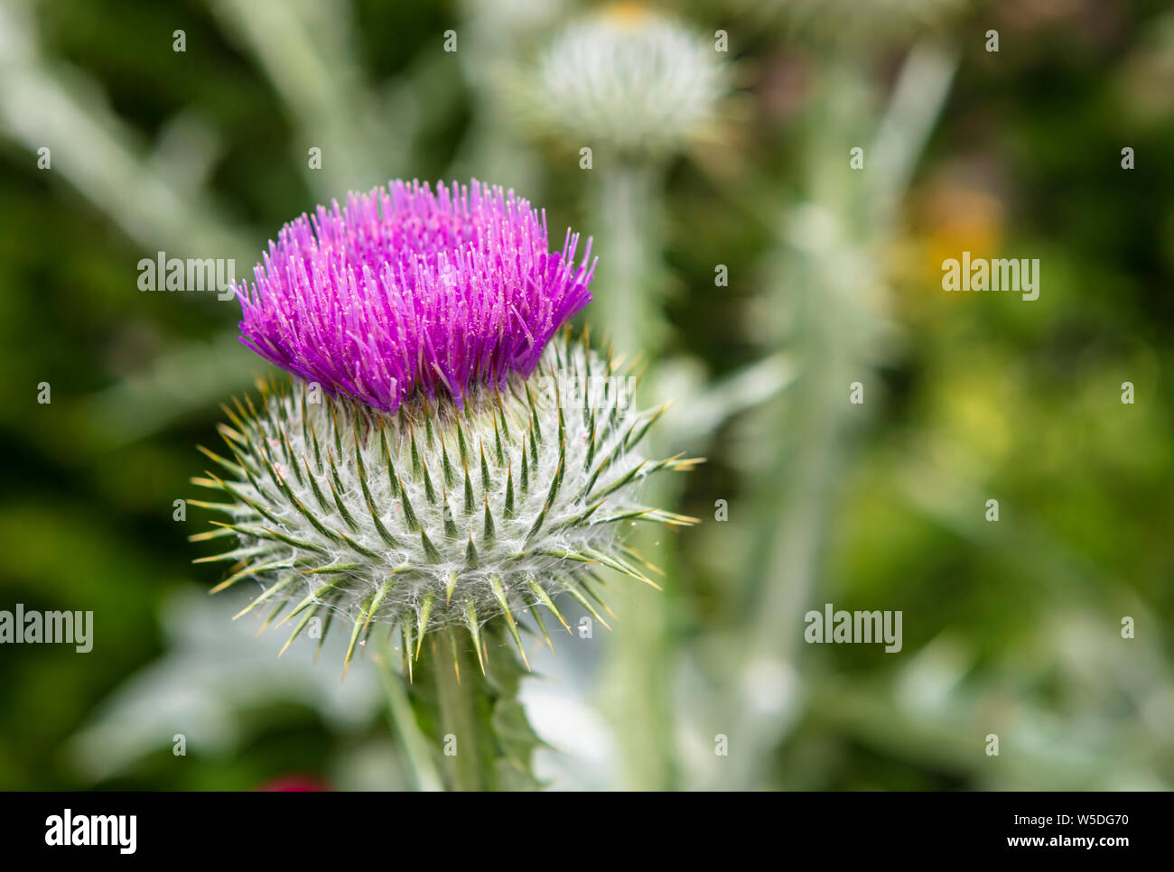 Cirsium vulgare è drammatica viola thistle impianto in un giardino. Foto Stock