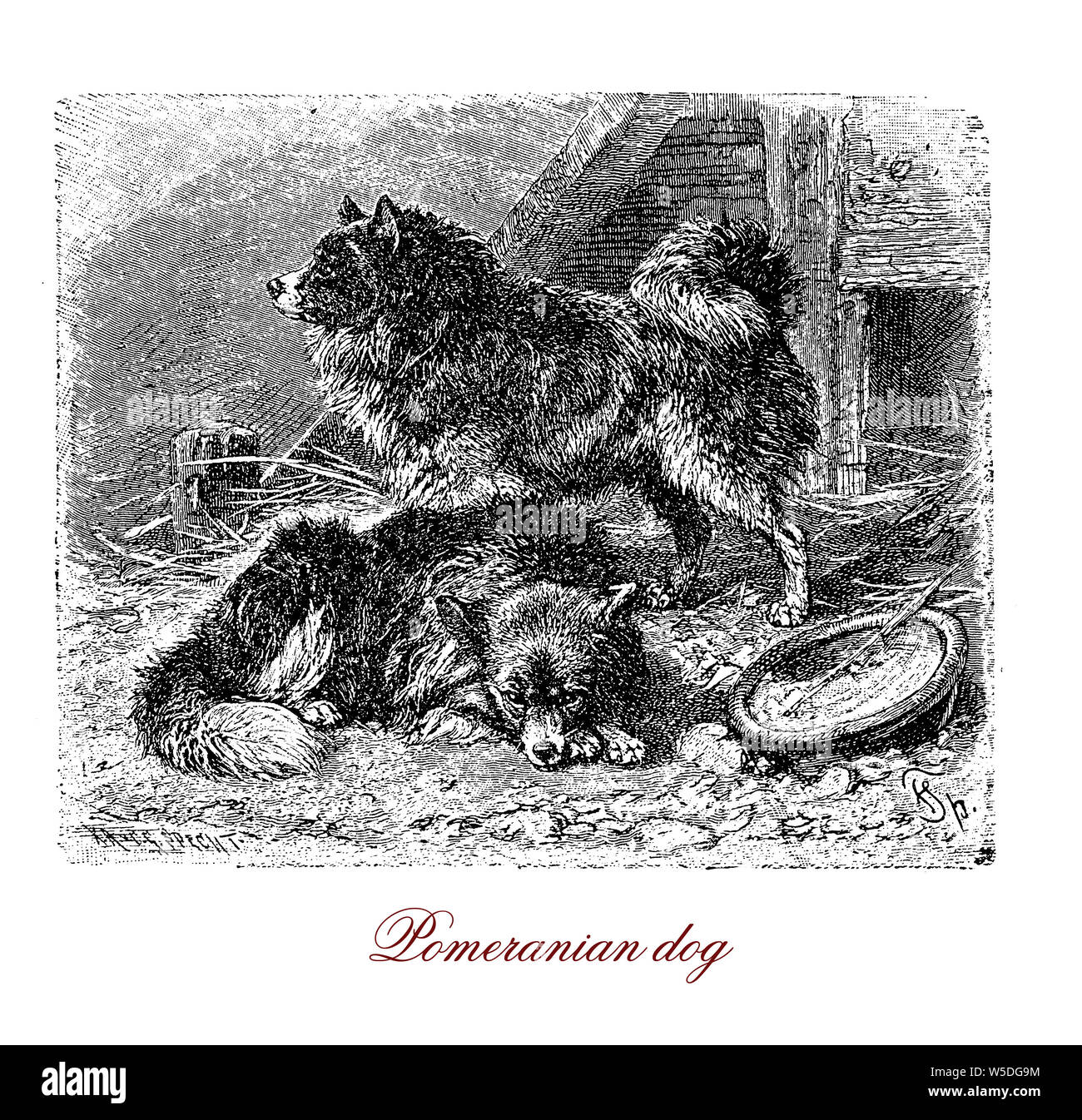 Cane di Pomerania proviene da Europa centrale ed è un piccolo compagno di dimensioni cane con un rivestimento di spessore Foto Stock