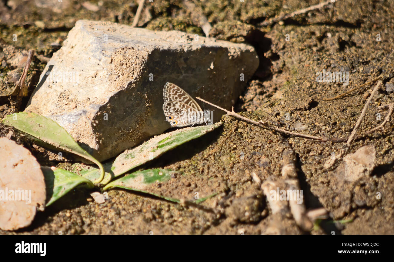 Leptotes pirithous, Lang le short-tailed blue o comuni o zebra blue butterfly. L'Europa, Italia Foto Stock