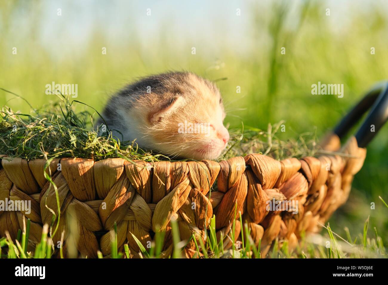 Vista dettagliata del piccolo neonato gattino nel cestello sull'erba nel giardino soleggiato verde erba sfondo, ora d'oro Foto Stock