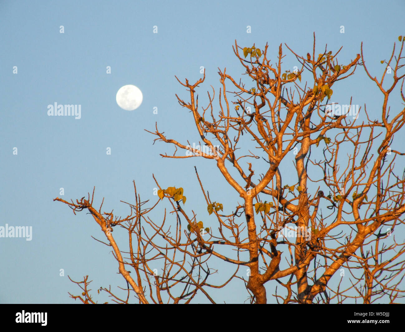 Vorticosamente albero vorticosamente durante il tramonto con la luna piena in background, situato in remote outback in Australia settentrionale. Foto Stock