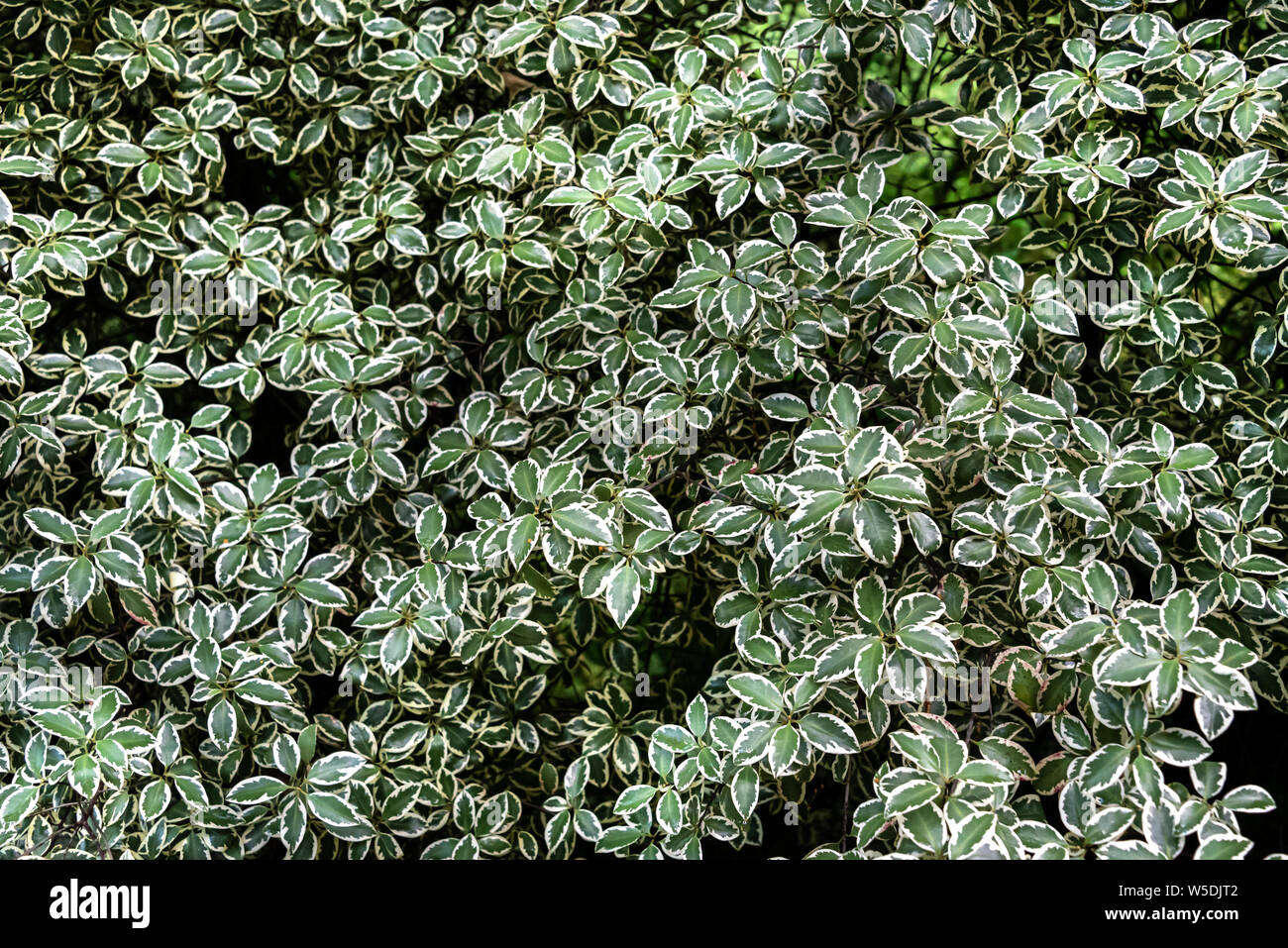 Pittosporum Tenuifolium Marjory Channon,Pittosporaceae. Variegato, arbusto sempreverde. Foto Stock