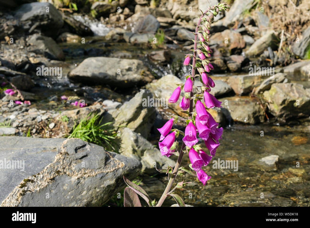 Fiori viola di un Foxglove selvatico (Digitalis purpurea) che cresce accanto a Whit Beck flusso di brughiera su Lonscale Cadde. Cumbria Inghilterra Regno Unito Gran Bretagna Foto Stock