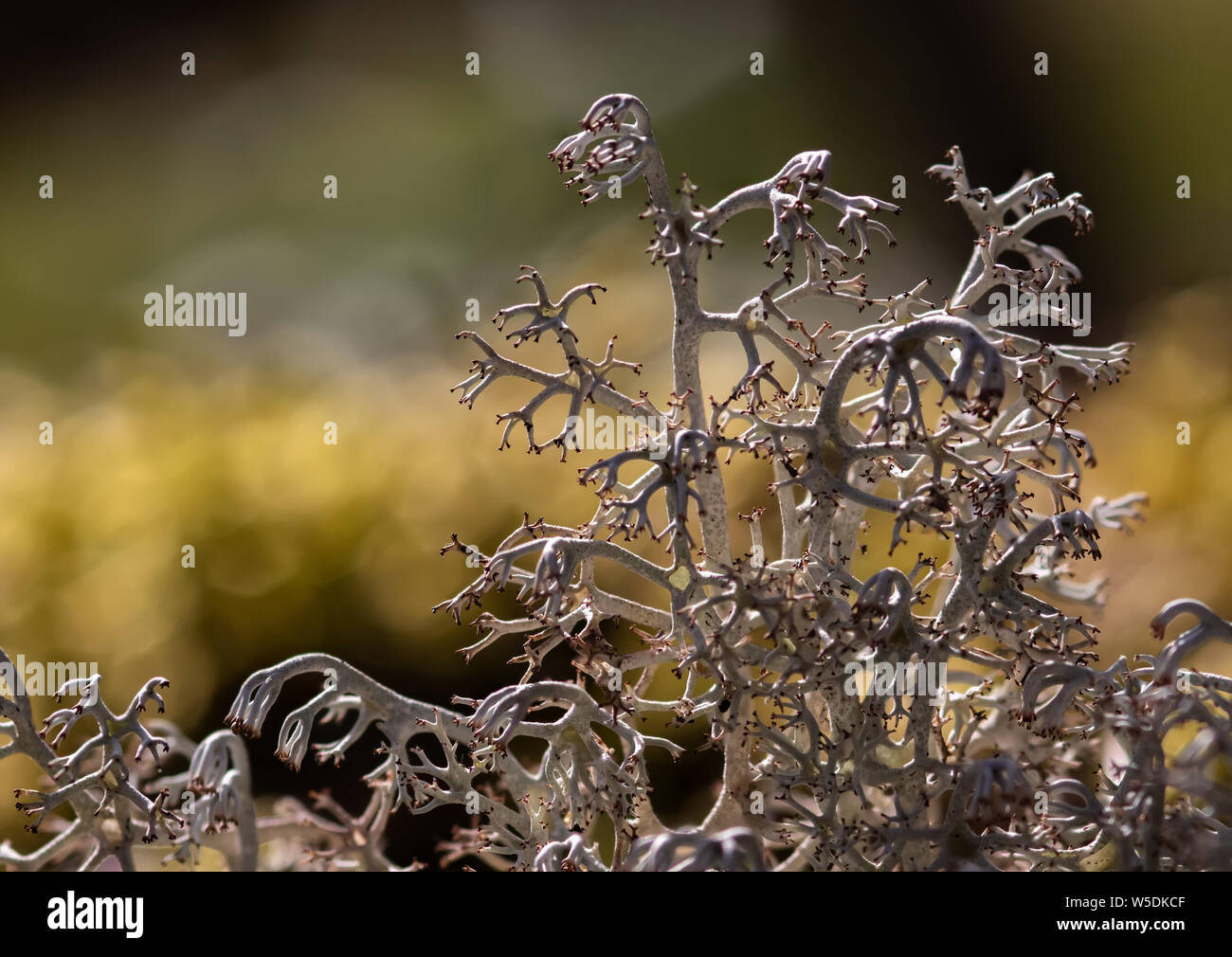 Cladonia rangiferina licheni delle renne deer muschio bianco e Caribou Coffee Company moss Foto Stock