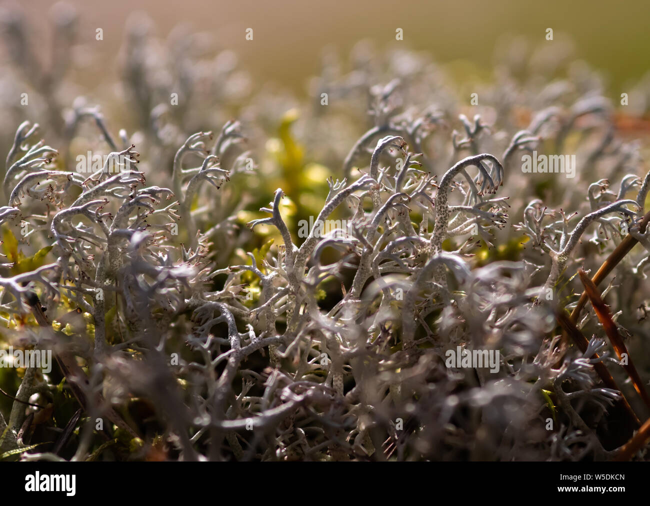 Cladonia rangiferina licheni delle renne deer muschio bianco e Caribou Coffee Company moss Foto Stock