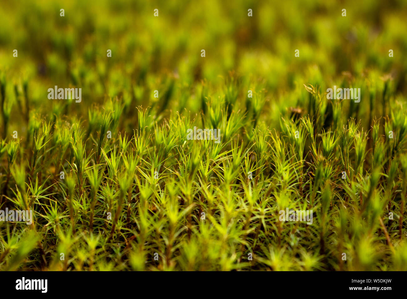 Sullo sfondo di piante verdi come erba e muschio Foto Stock