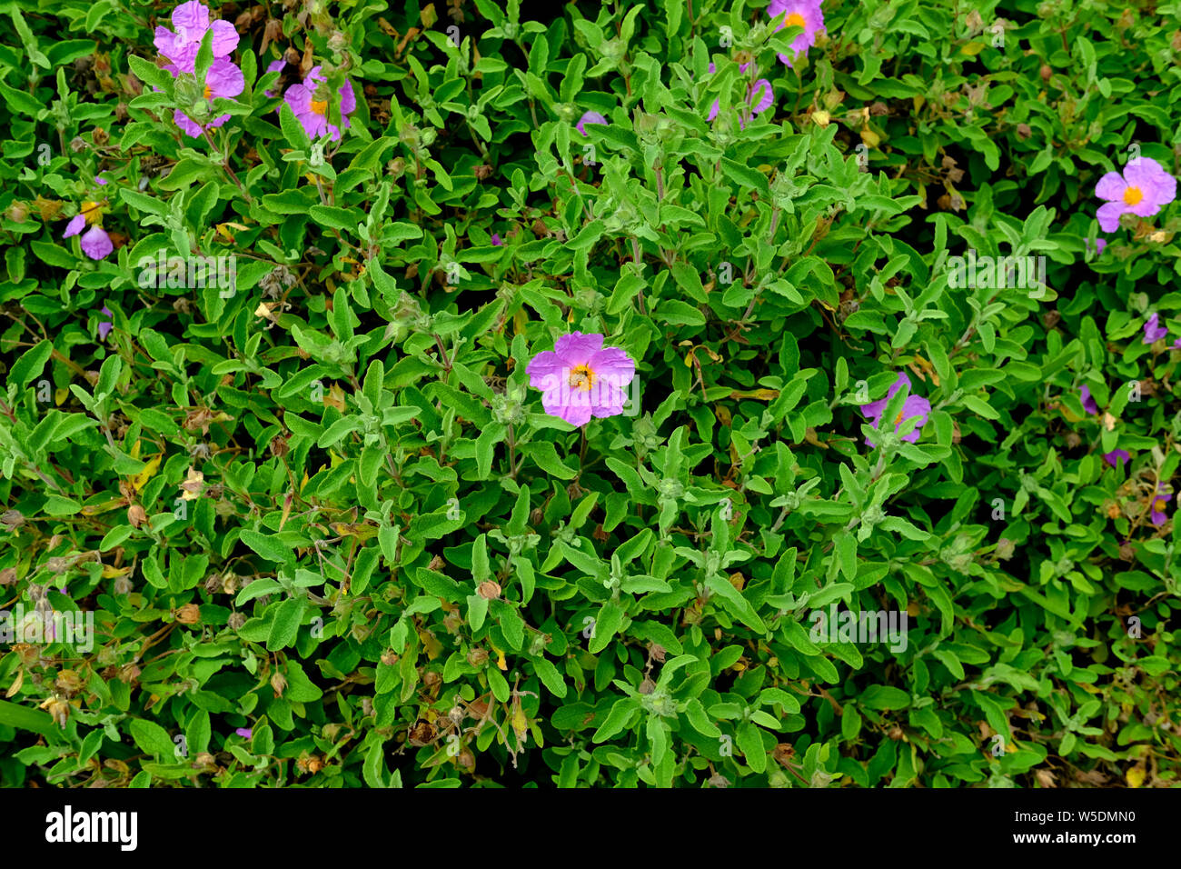 Una singola ape per raccogliere il polline dal fiore rosa su un letto di foglie verdi. Foto Stock