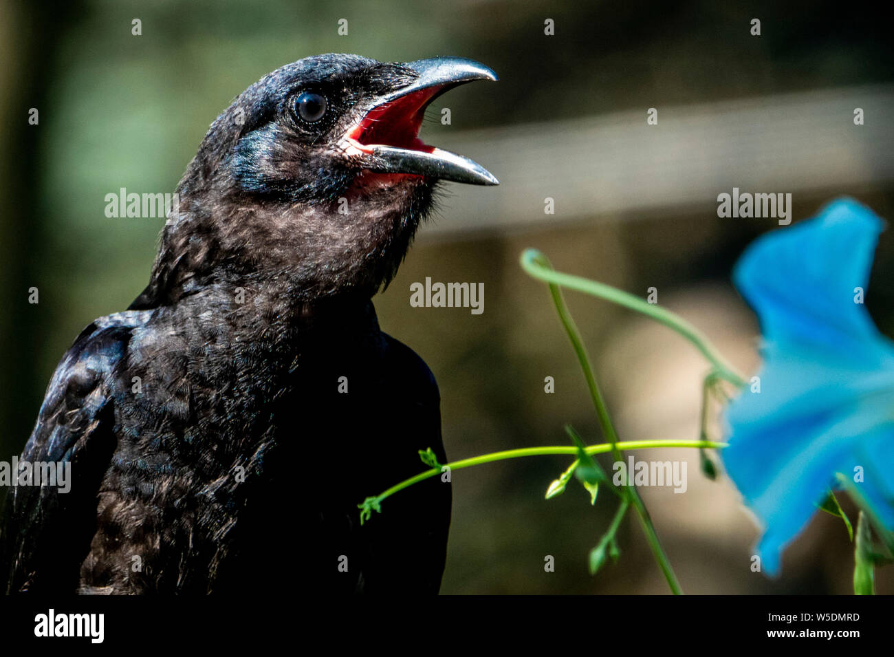Uccello di canzone Foto Stock