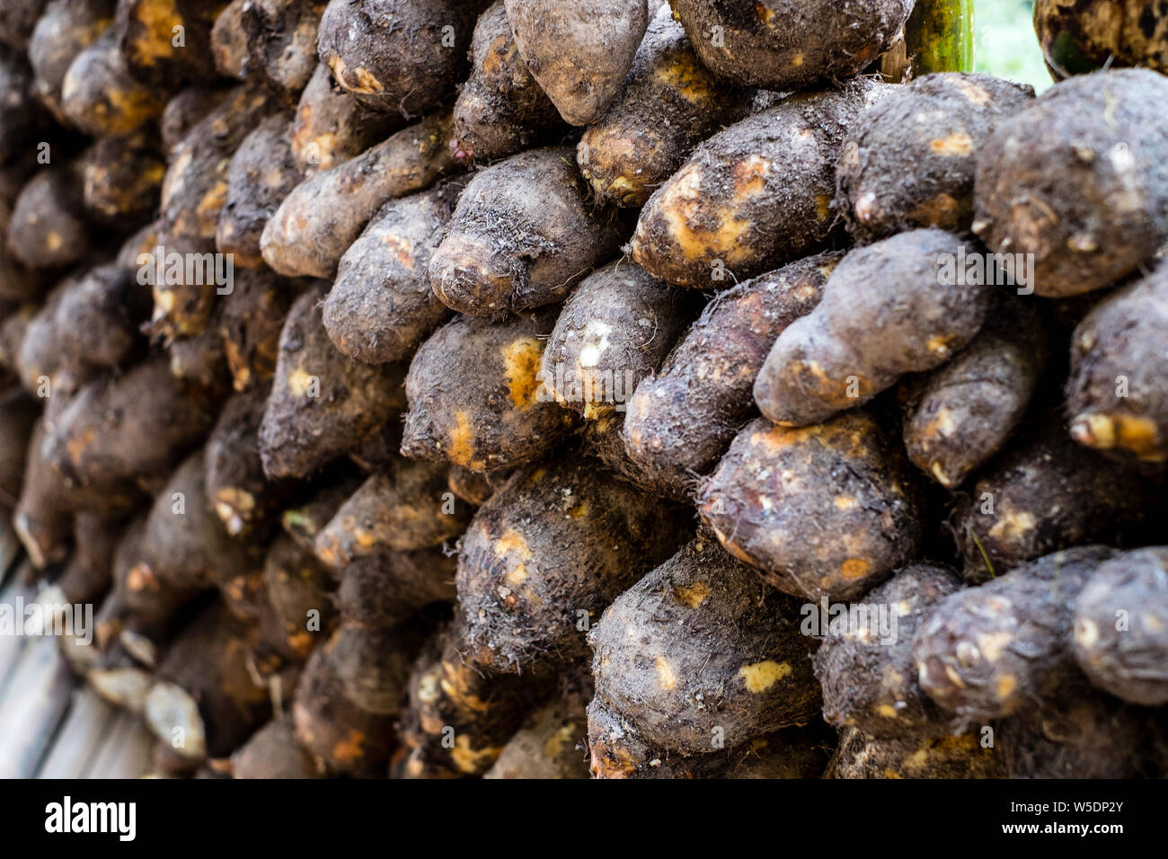 Mazzetto di appena raccolto ed accatastato Taro radice che è alto in fibra ma più basso in calorie e molto saziante nello stomaco. Foto Stock