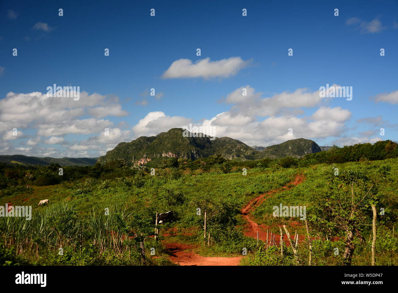 Valle di Viñales Foto Stock