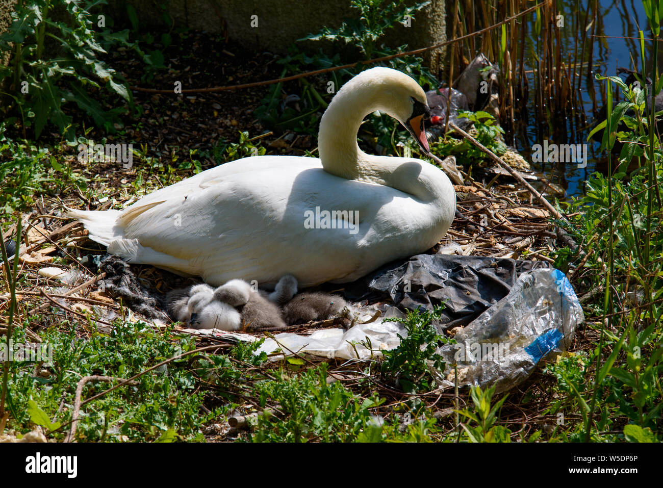 Inquinamento di plastica: un cigno e suoi neonati con nido di immondizia da il Riverside a Amsterdam, Paesi Bassi Foto Stock