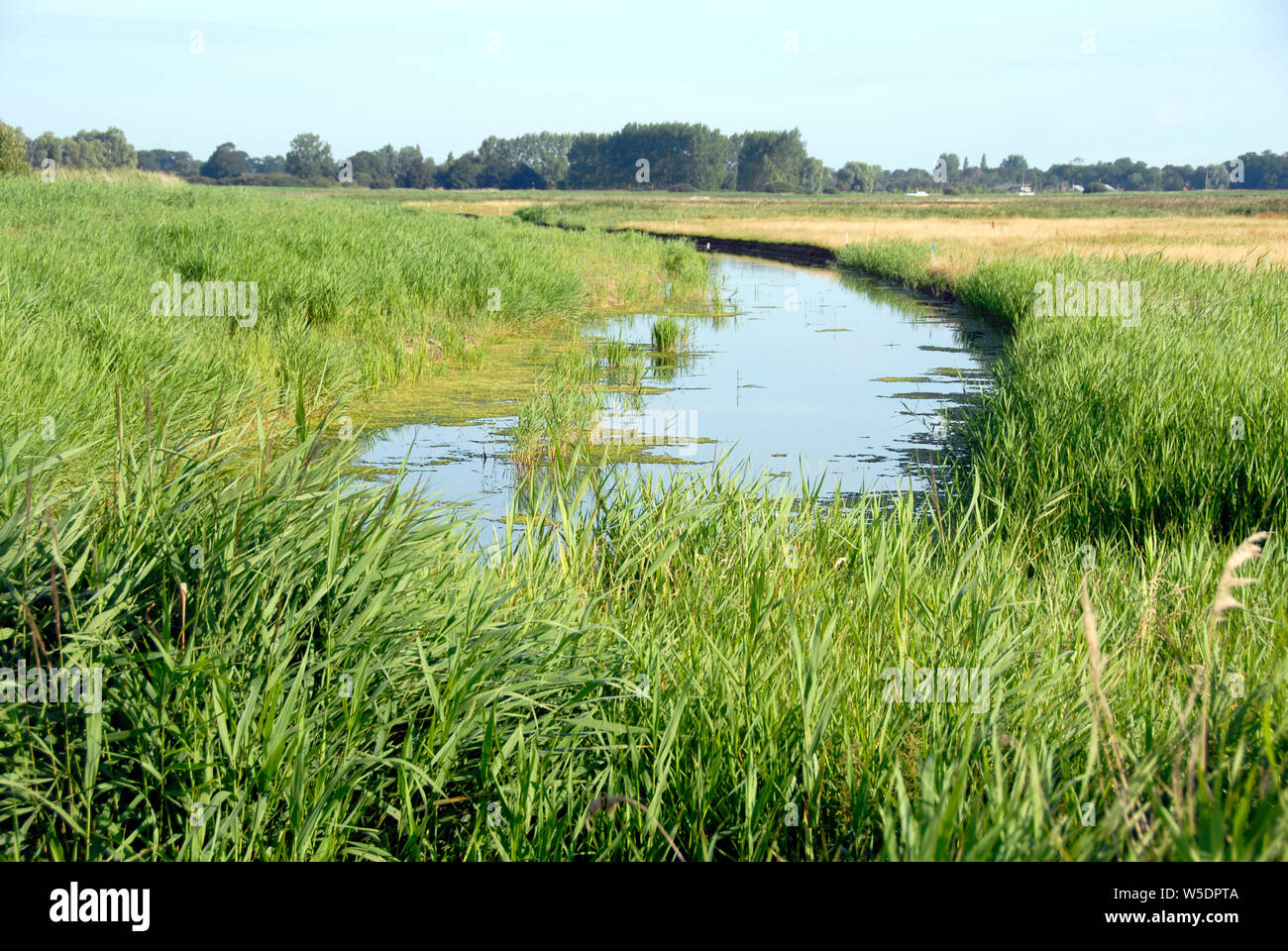 Acqua nel campo dal fiume Thurne, Norfolk, Inghilterra Foto Stock