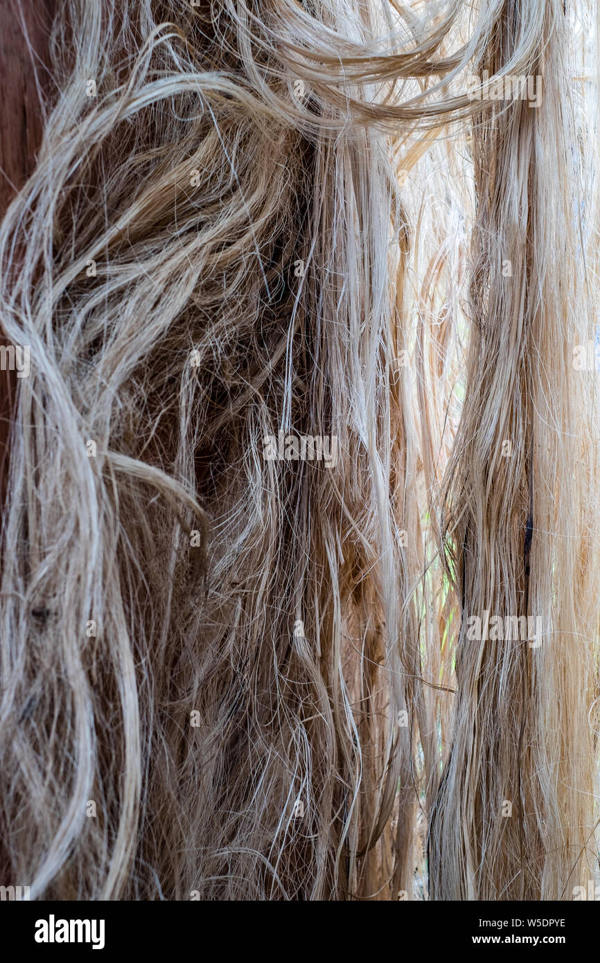 Ananas in fibra vegetale dal sud di Mindanao nelle Filippine per la produzione tessile. Orientamento verticale. Foto Stock