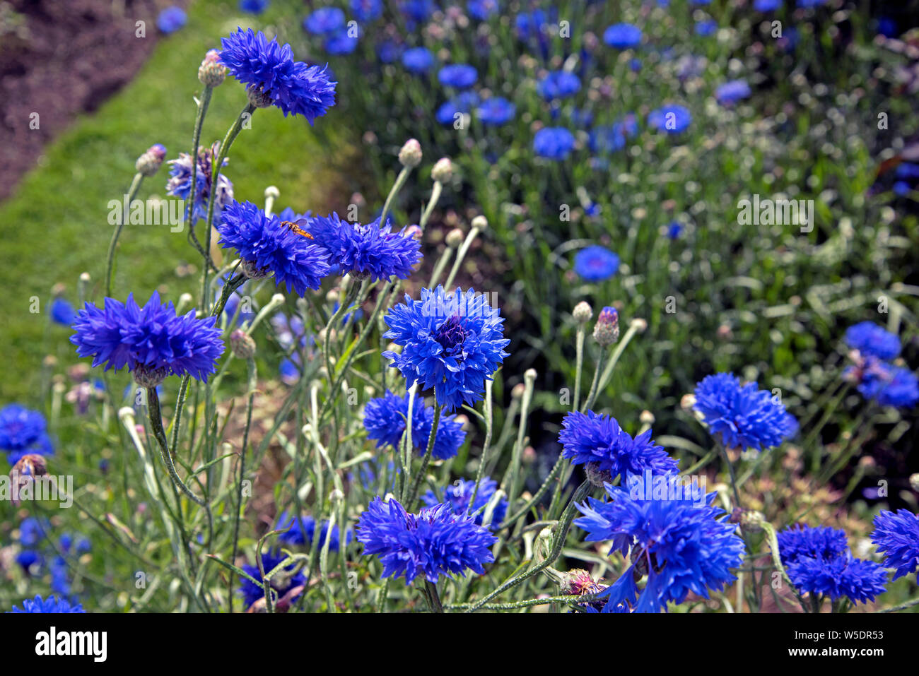 Fiordaliso, centaurea cyanus. Foto Stock