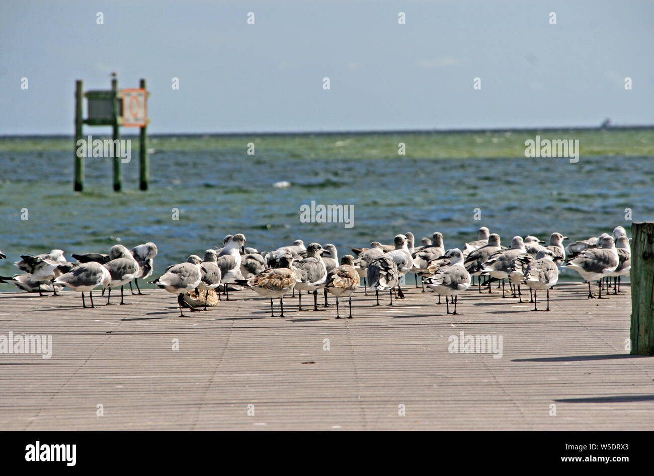 Ponte di volo numerosi gabbiani sul dock in acqua Foto Stock