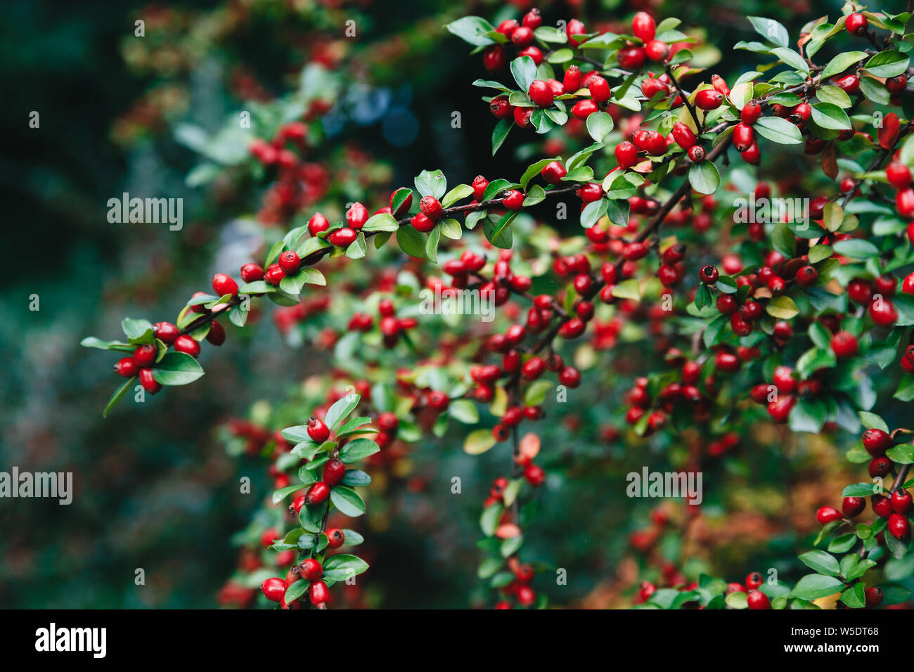 Cotoneaster bush con piccole bacche rosse e lucide foglie verdi Foto Stock