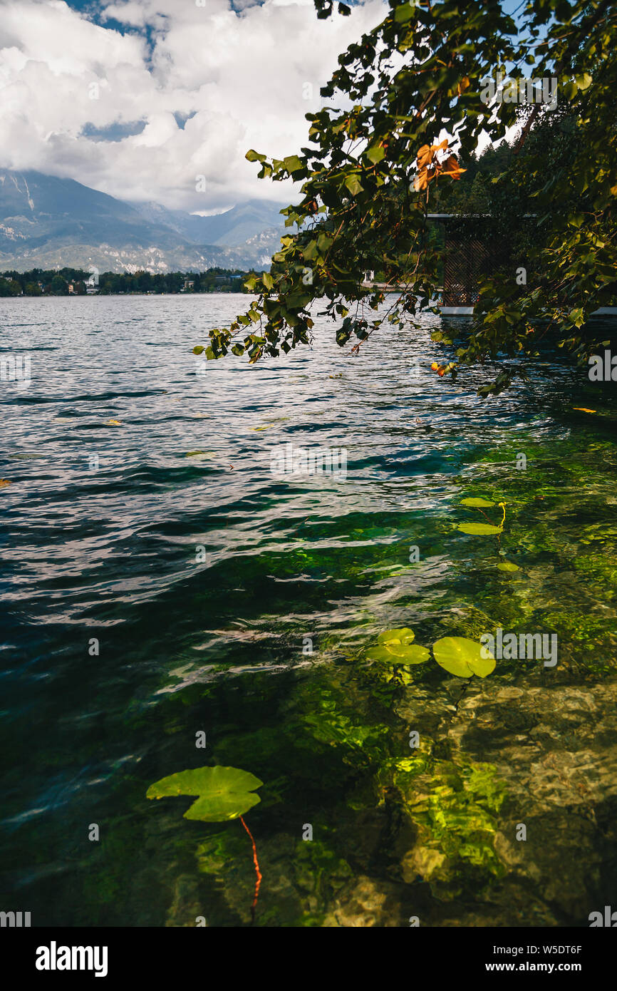Nymphaeas o ninfee in acqua a riva del lago di Bled Slovenia Foto Stock