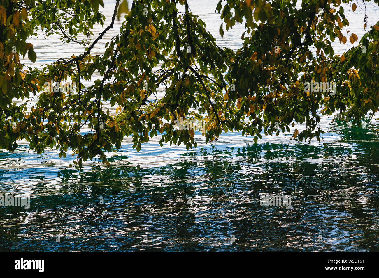 Bassa appesi a rami di un albero verde la piegatura sopra l'acqua sul lago di Bled Slovenia Foto Stock