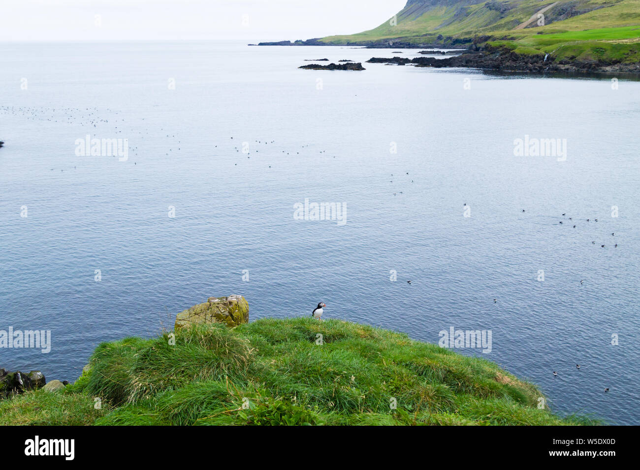 Atlantic puffin dal fiordo Borgarfjordur, est dell'Islanda. In Islanda la fauna selvatica. Puffin comune. Fratercula arctica Foto Stock