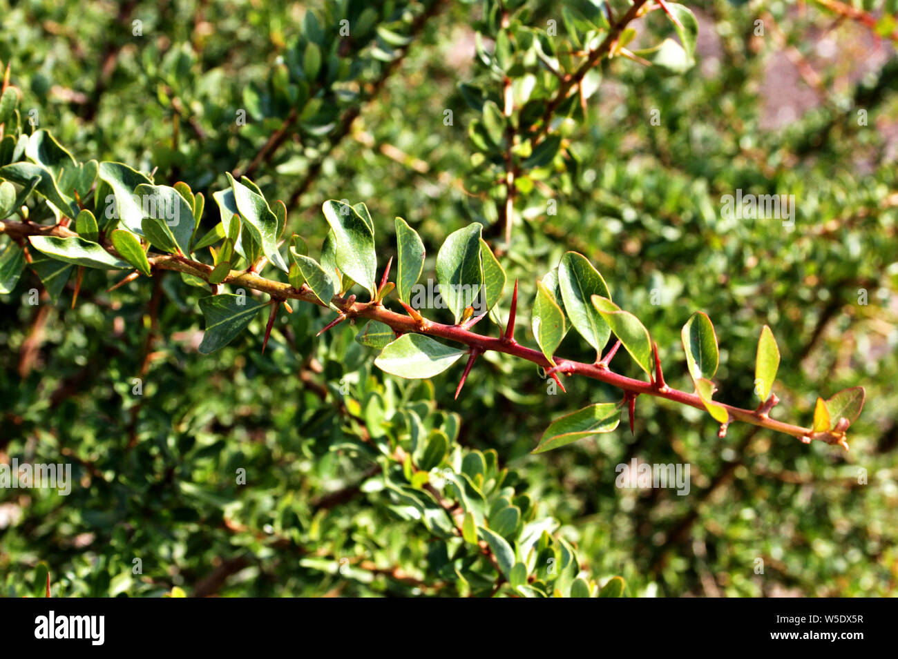 Il ramo di un giovane albero di Argan in Israele. Foto Stock