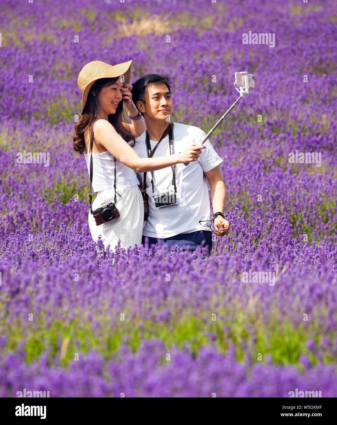 Giovane uomo e donna in posa per fotografie e selfies nei campi di lavanda a Cotswold lavanda near Broadway Worcestershire, England Regno Unito Foto Stock