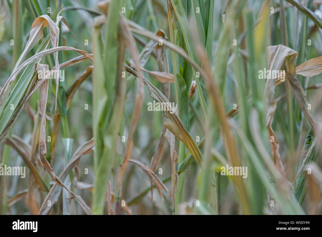 Mais colpito dalla siccità. Le piante di mais in un campo colpiti dalla siccità durante un'estate asciutta e calda, nella campagna tedesca Foto Stock