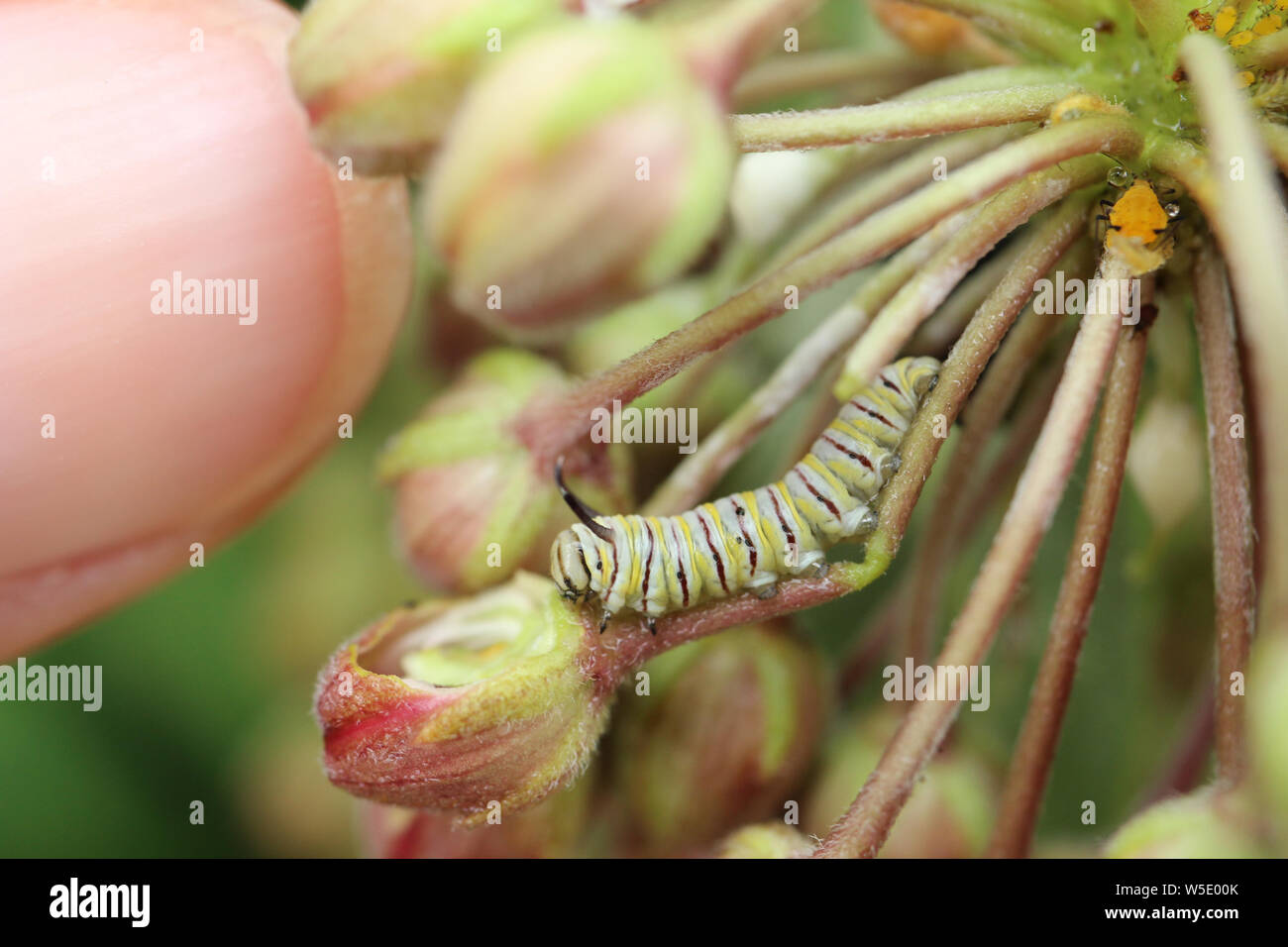 Una fame instar seconda farfalla monarca caterpillar mangiare alcuni comuni milkweed germoglio di fiore. Foto Stock