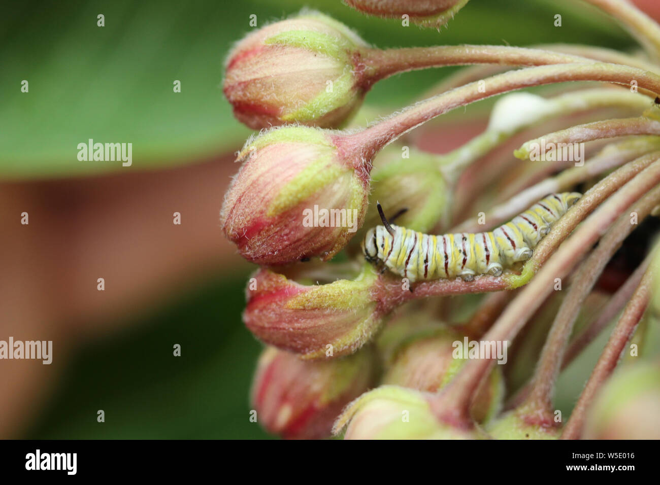 Una fame instar seconda farfalla monarca caterpillar mangiare alcuni comuni milkweed germoglio di fiore. Foto Stock