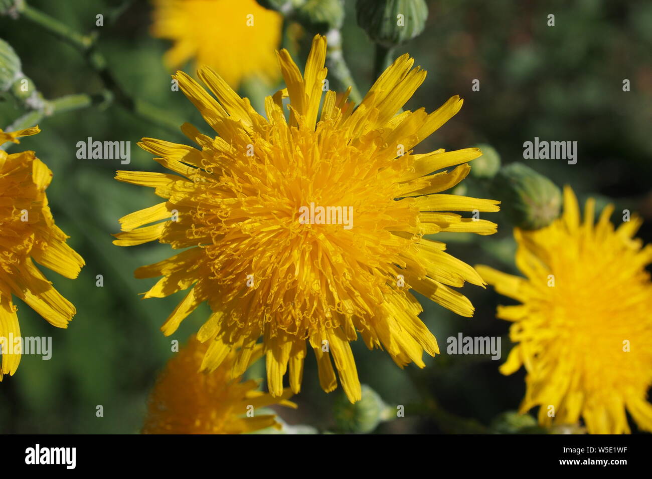Fiore di un falso tarassaco (Hypochaeris radicata in un giardino di Glebe, Ottawa, Ontario, Canada. Foto Stock