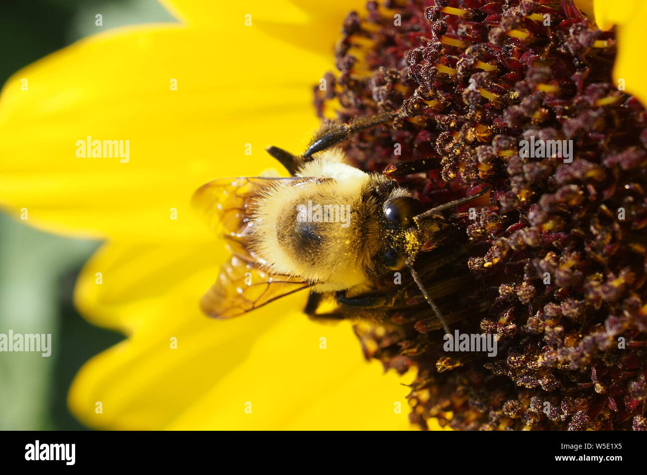 Rusty patchato bumblebee (Bombus affinis) raccogliere il polline di un comune girasole (Helianthus annuus). Foto Stock